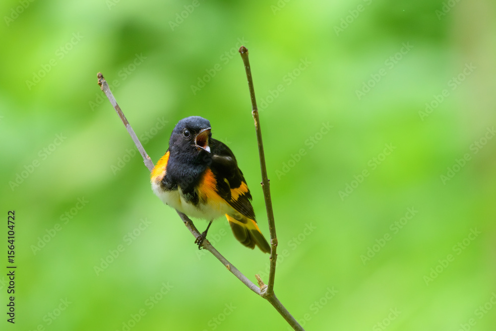 Fototapeta premium American Redstart