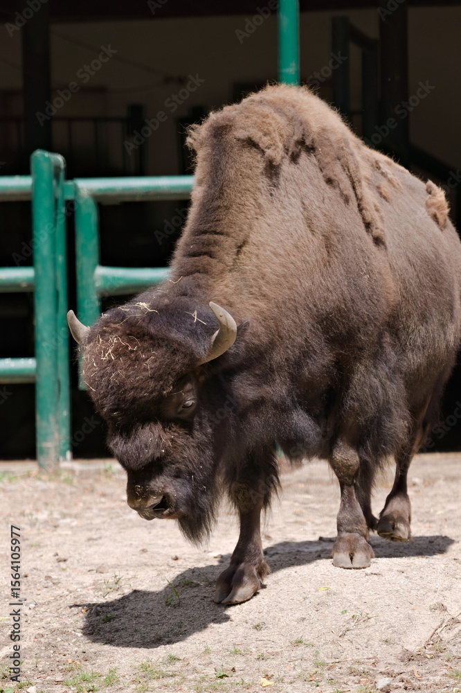 Fototapeta premium bizon leśny