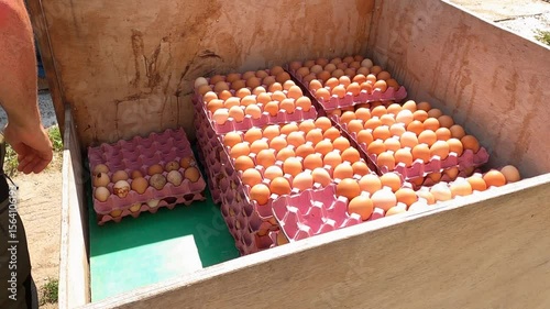 A man organizing freshly collected eggs into a wheeled cart.