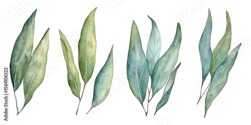 Watercolor eucalyptus leaves botanical illustration for eco-friendly prints and natural themed designs