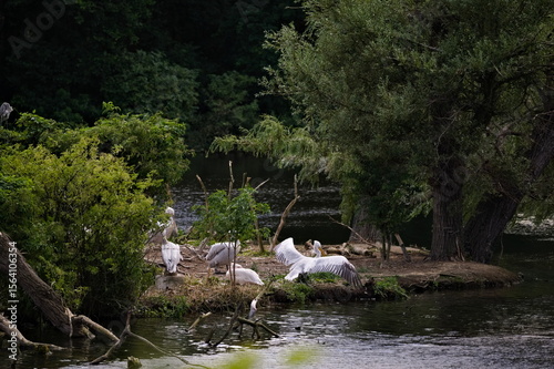 wyspa z pelikanami © Piotr