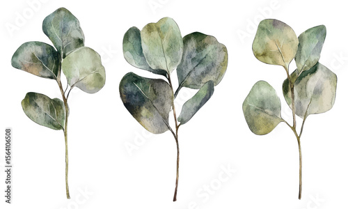 Watercolor round eucalyptus leaves botanical illustration for eco friendly decor and natural themed designs