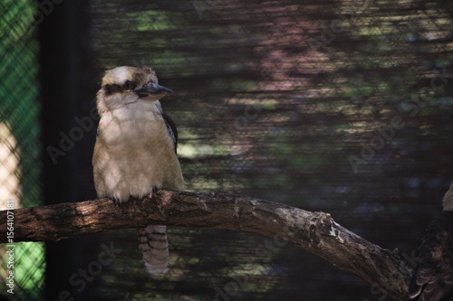 kukabura na gałęzi © Piotr