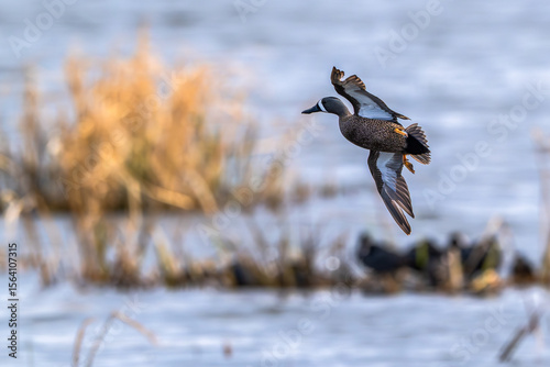 Blue-winged teal in flight over a lake.