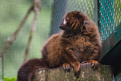 lemur czerwonobrzuchy na gałęzi © Piotr
