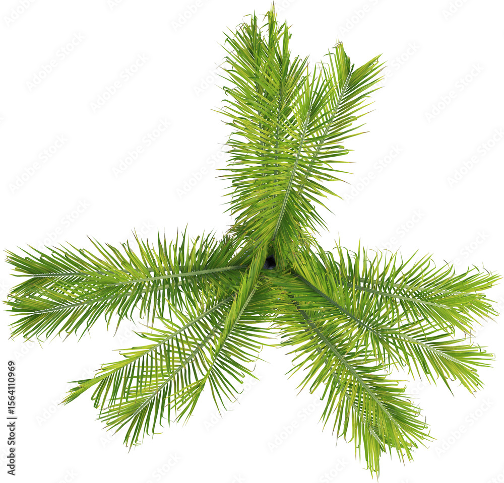 Naklejka premium Top view of triangle palm tree - Dypsis Decaryi