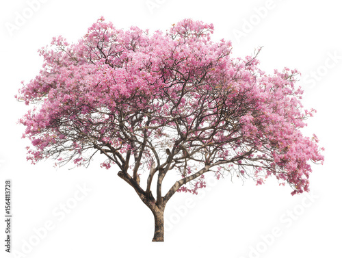 A solitary pink trumpet tree in full, vibrant bloom, showcasing its beautiful spring blossoms and intricate branches, isolated on a pure white background