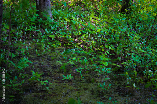 close-up of a marsh or wetland habitat in the midwest united states with lush greenery