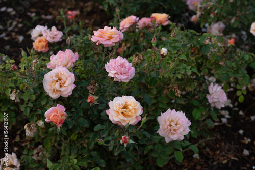 flowers in garden