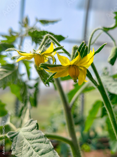 Close-up view of vibrant yellow tomato flowers blooming on green stems in greenhouse, demonstrating process of growing ecologically clean egetables in controlled environment. Healthy eating concept.