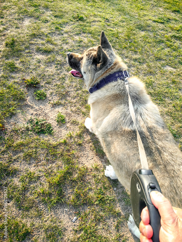 Dog walking on a leash through a grassy park, enjoying the outdoors, with a hand holding the leash, showcasing a joyful moment in nature with a pet companion