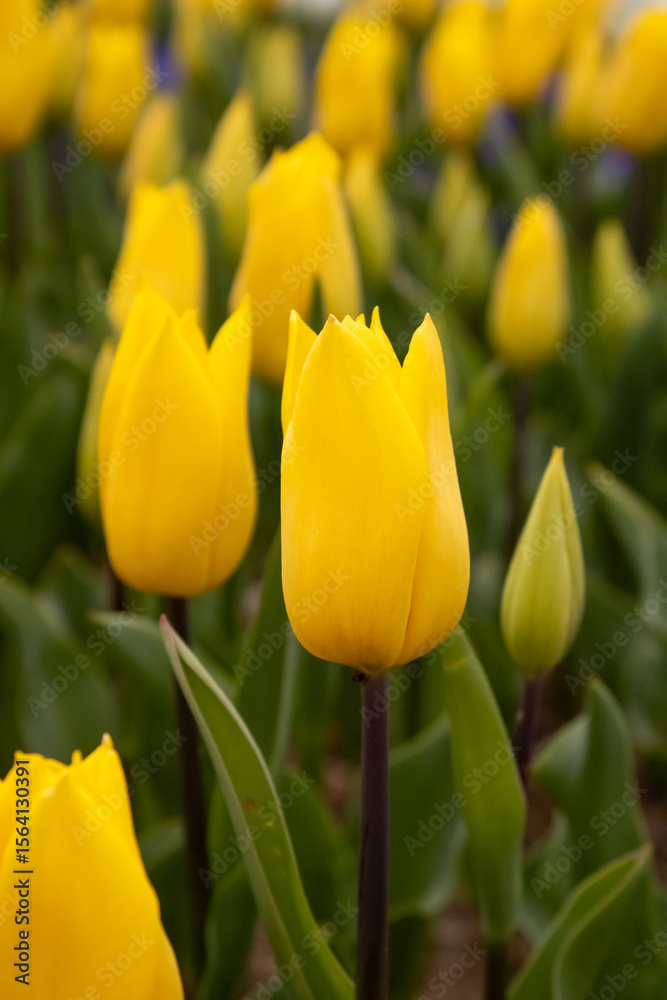 Fototapeta premium yellow tulips in the garden
