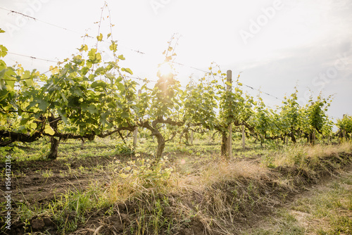 vineyard in the spring