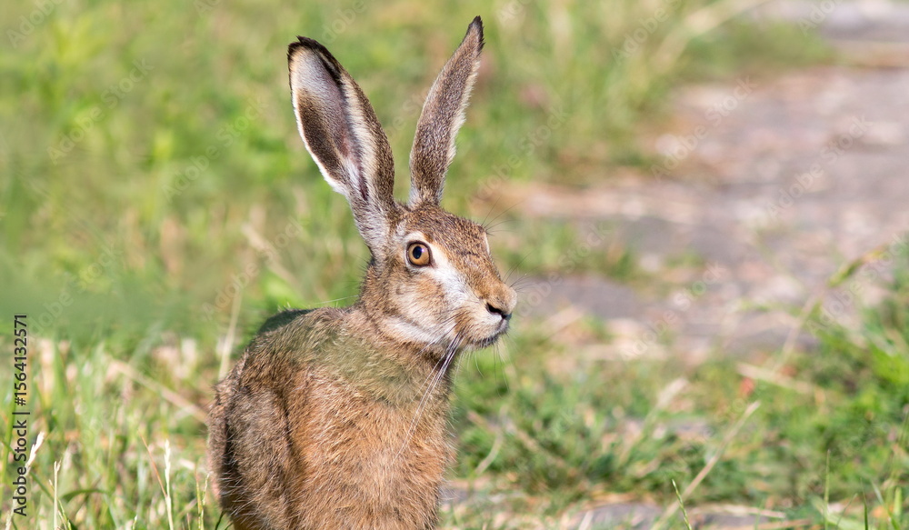Fototapeta premium rabbit in the grass