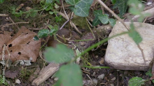 Mouse vole eating in garden