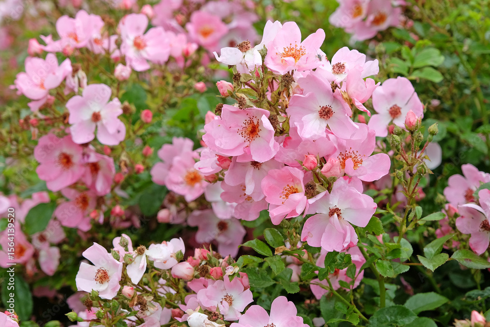 Pink and white ground cover rose, Rosa ‘sweet haze’ in flower. Pink and white ground cover rose, Rosa ‘sweet haze’ in flower.
