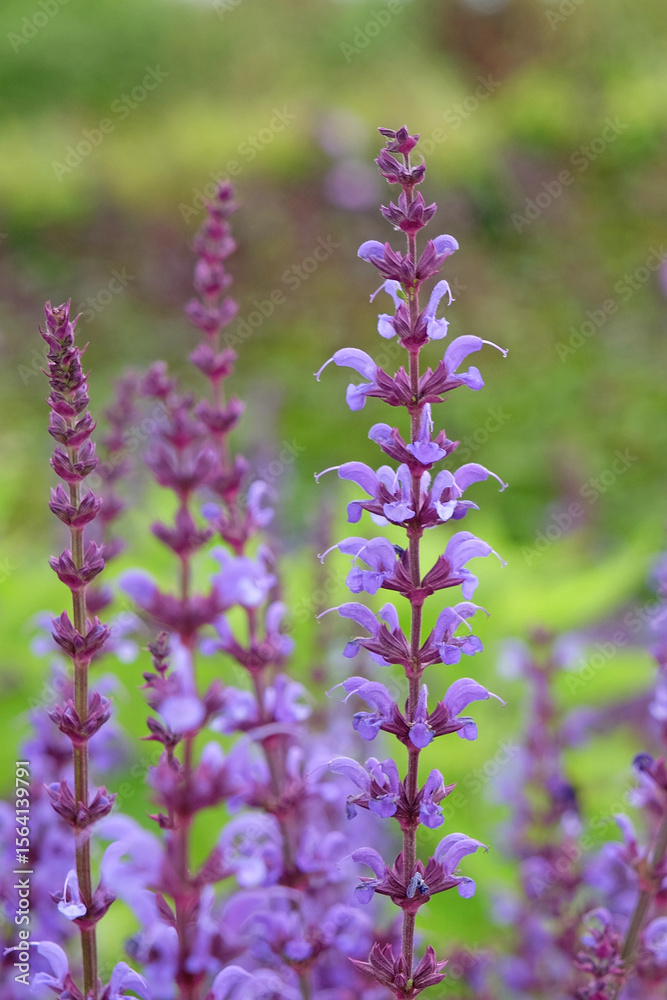 Obraz premium Purple Salvia sylvestris ‘Serenade’, wood sage, in flower.