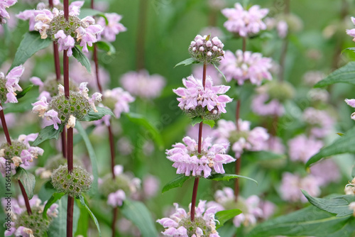 Pink Phlomis Tuberosa, Jerusalem sage ‘Bronze Flamingo’, in flower.