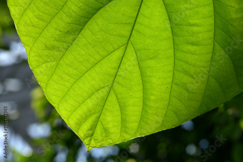 葉模様　自然の造形