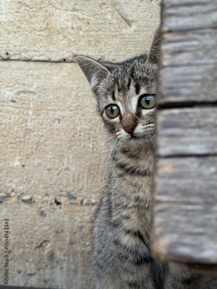 Obraz premium portrait of a cat