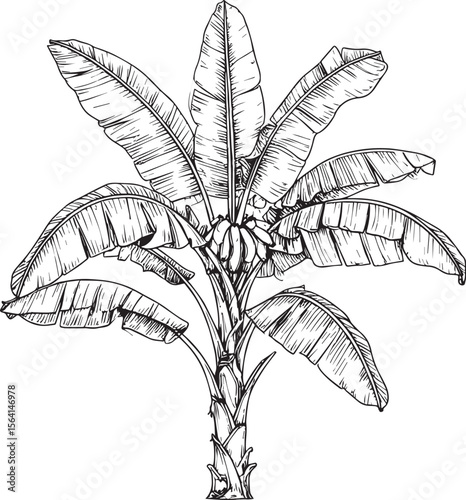 Exotic Flora: Vintage Banana Tree Illustration