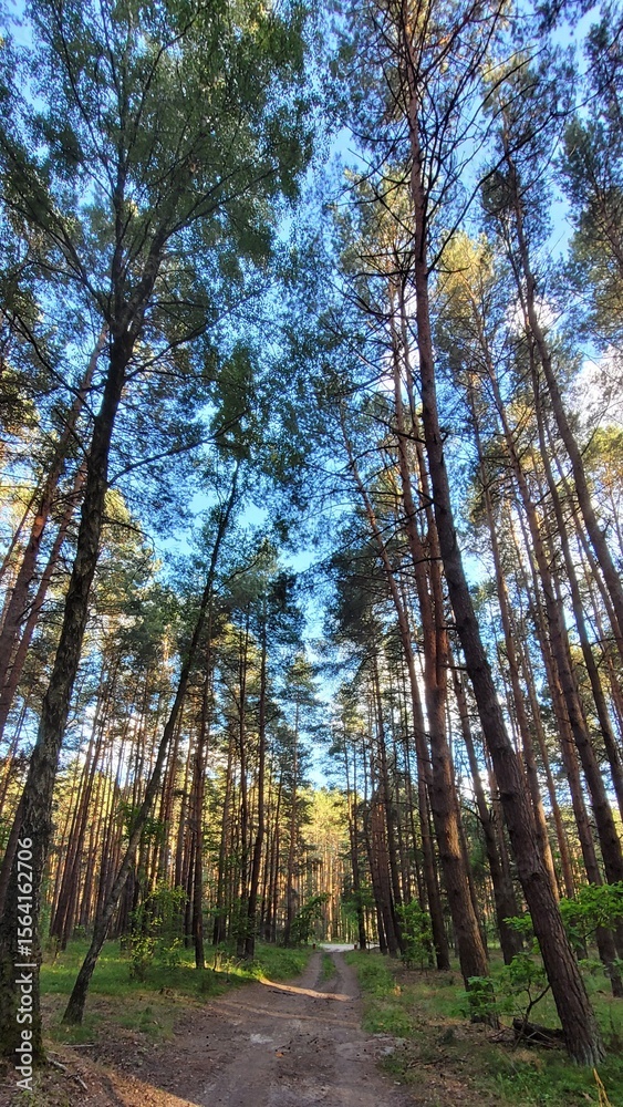 Fototapeta premium trees in the forest
