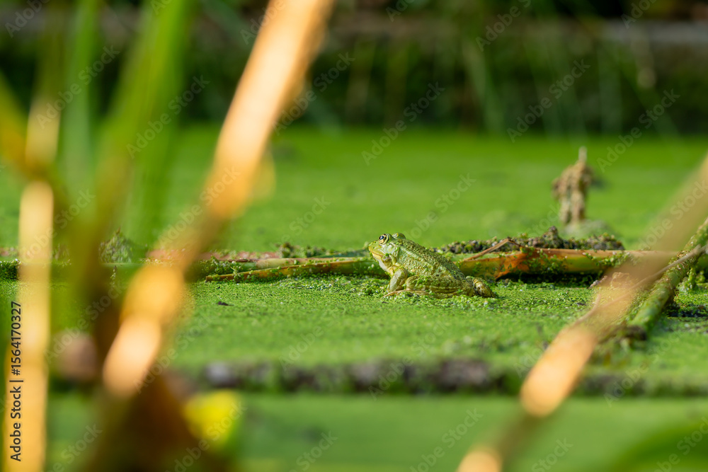 Obraz premium Frog resting in water. Pool frog sitting. Pelophylax lessonae. European frog.
