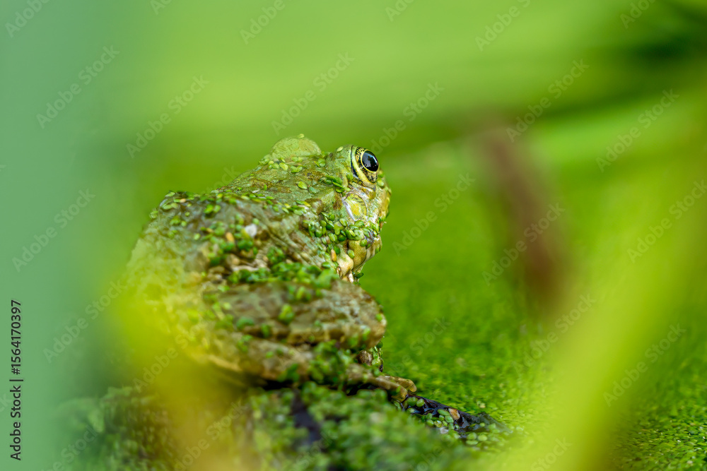 Fototapeta premium Frog resting in water. Pool frog sitting. Pelophylax lessonae. European frog.