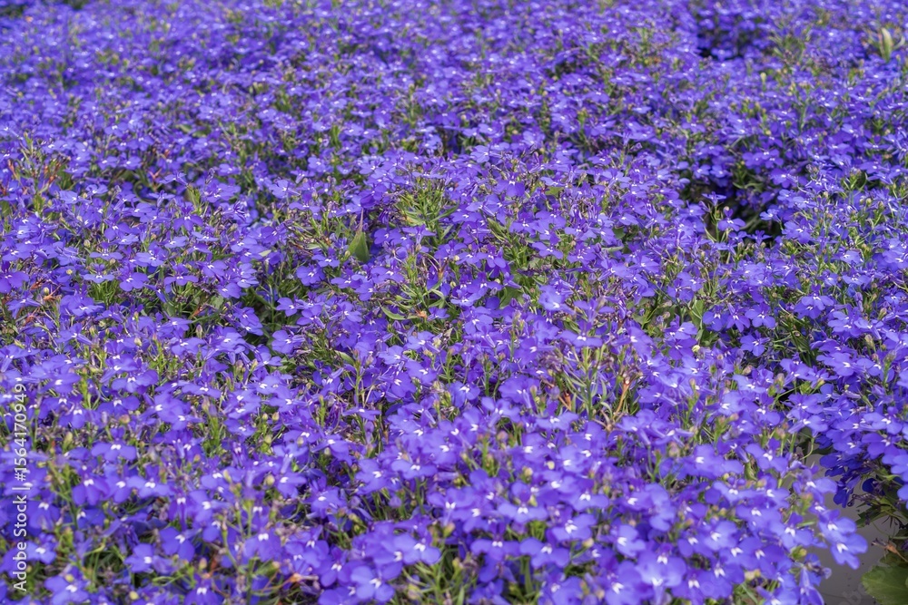 Obraz premium Decorative purple lobelia flowers in garden pots on gravel soil. Landscape design. Floral background