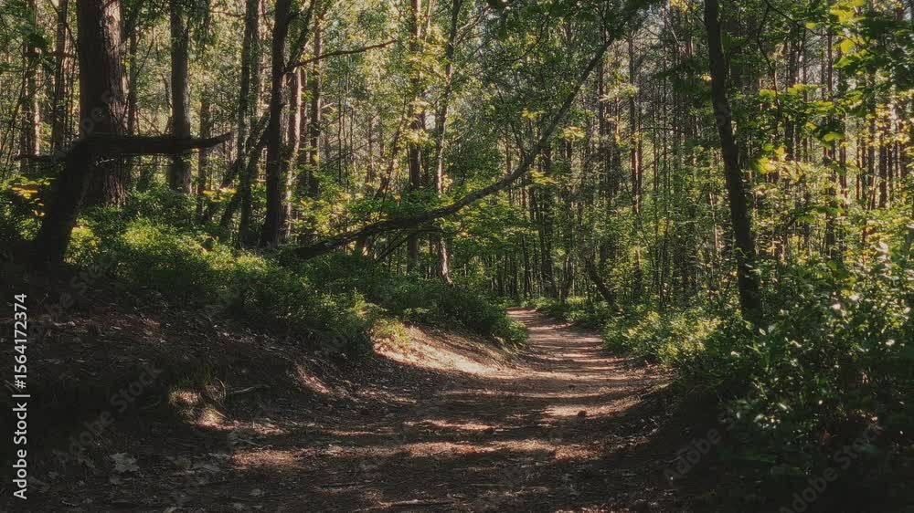 Tranquil woodland landscape in sunlight with empty tree-shaded path among lush green pine and deciduous trees and bilberry shrubs in dense mixed forest at sunny summer day. No people nature scenery.