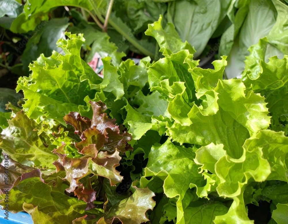 Fototapeta premium vegetable field 野菜畑 10