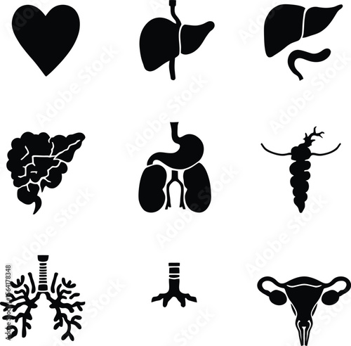 Human organs anatomy vector illustration heart liver lungs stomach kidney uterus and other organs set
