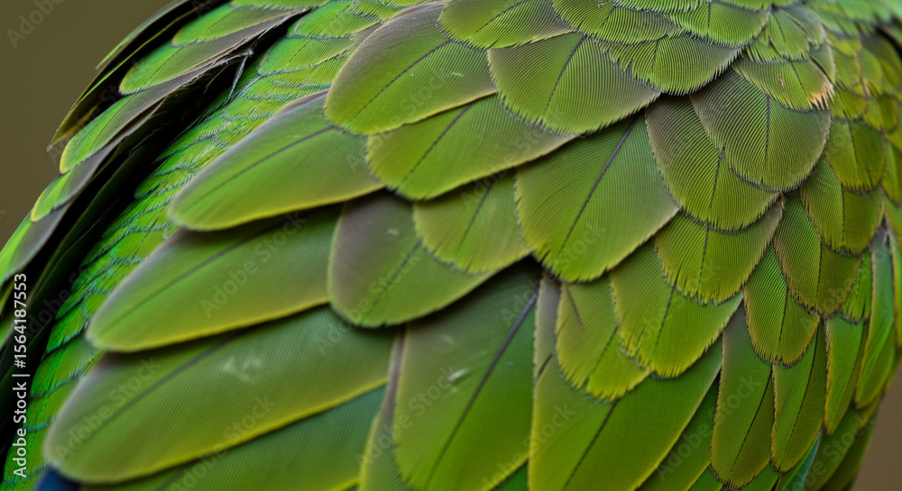 Naklejka premium A close-up of a parrot’s feathers, showing vivid green.