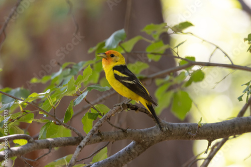 A Western Tanager perches on a small branch in a shady woodland with a background of green leaves and an out of focus tree trunk on a summer day in the mountains of Southern Utah USA.