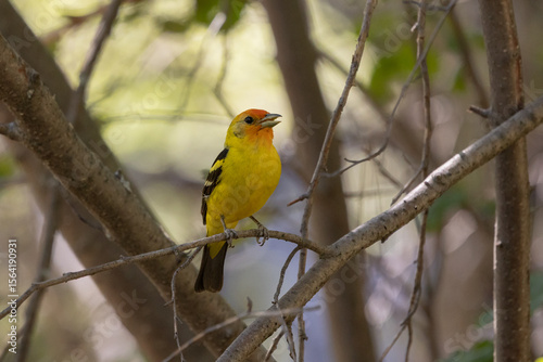 A Western Tanager, framed by branches perches on a small maple twig and sings in a shady forest on a summer day in the mountains of Southern Utah USA.