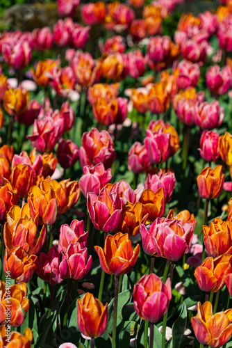Colorful Tulips in Butchart Gardens in Brentwood Bay on Vancouver Island, Canada