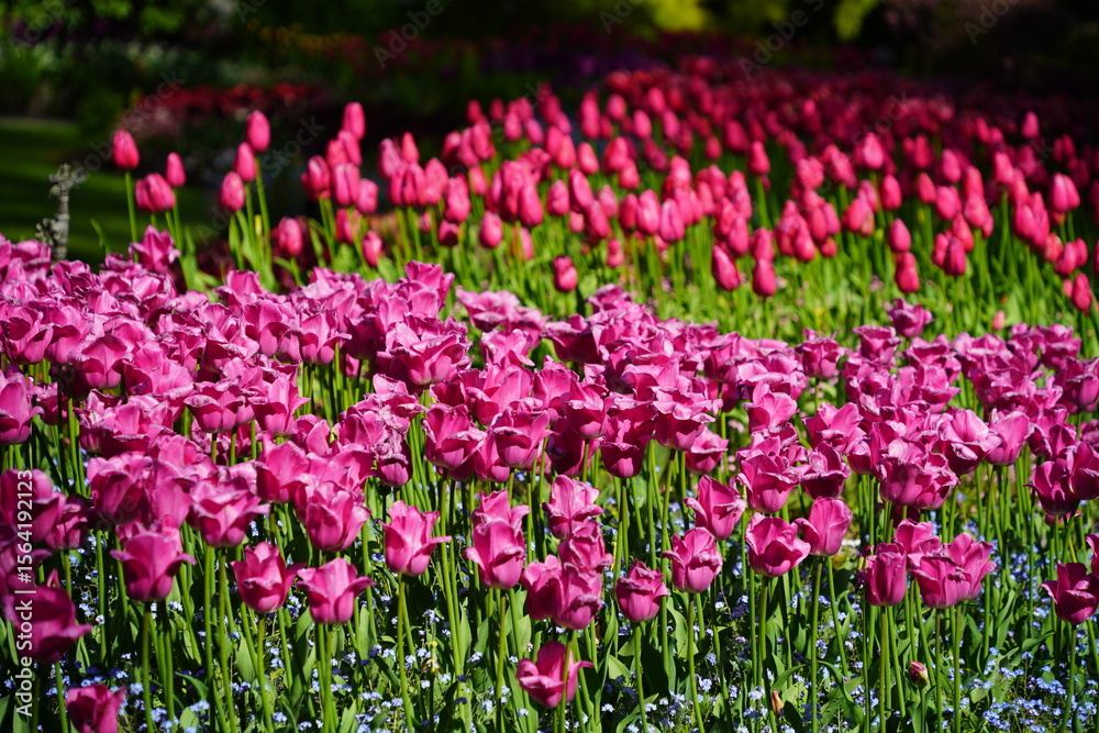 Colorful Tulips in Butchart Gardens in Brentwood Bay on Vancouver Island, Canada