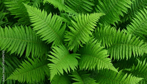 Natural green fern wallpaper