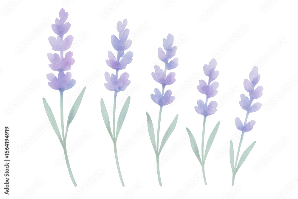Obraz premium Soft watercolor lavender blossoms featuring subtle purple tones, graceful green foliage on translucent backdrop for elegant design compositions