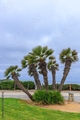 Beautiful dwarf palms, grassy lawn and green shrubs at ocean front walk at Pacific beach north of Crystal pier in San Diego, California photo