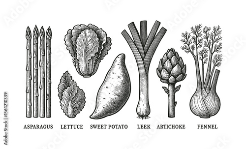 Engraved Vegetables: Asparagus, Lettuce, Sweet Potato, Leek, Artichoke and Fennel