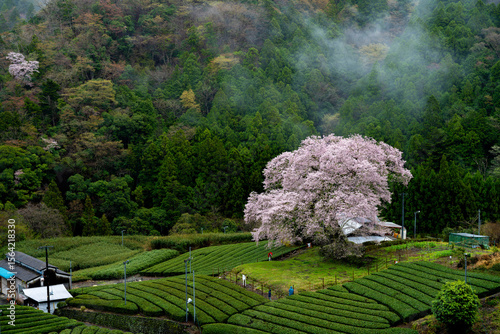静岡県島田市・牛代の水目桜と茶畑の春風景 / Spring Landscape of Ushinshiro Mizumezakura Cherry Tree and Tea Fields in Kawane, Shizuoka, Japan