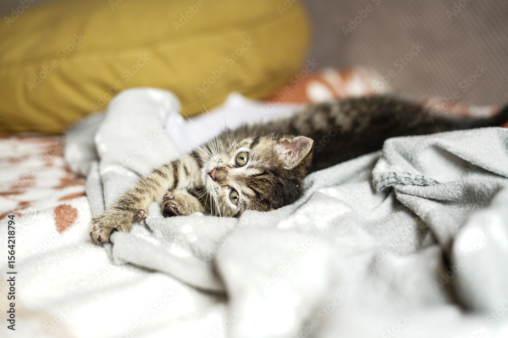 Adorable little cat. Close up Adorable little cat. Close up