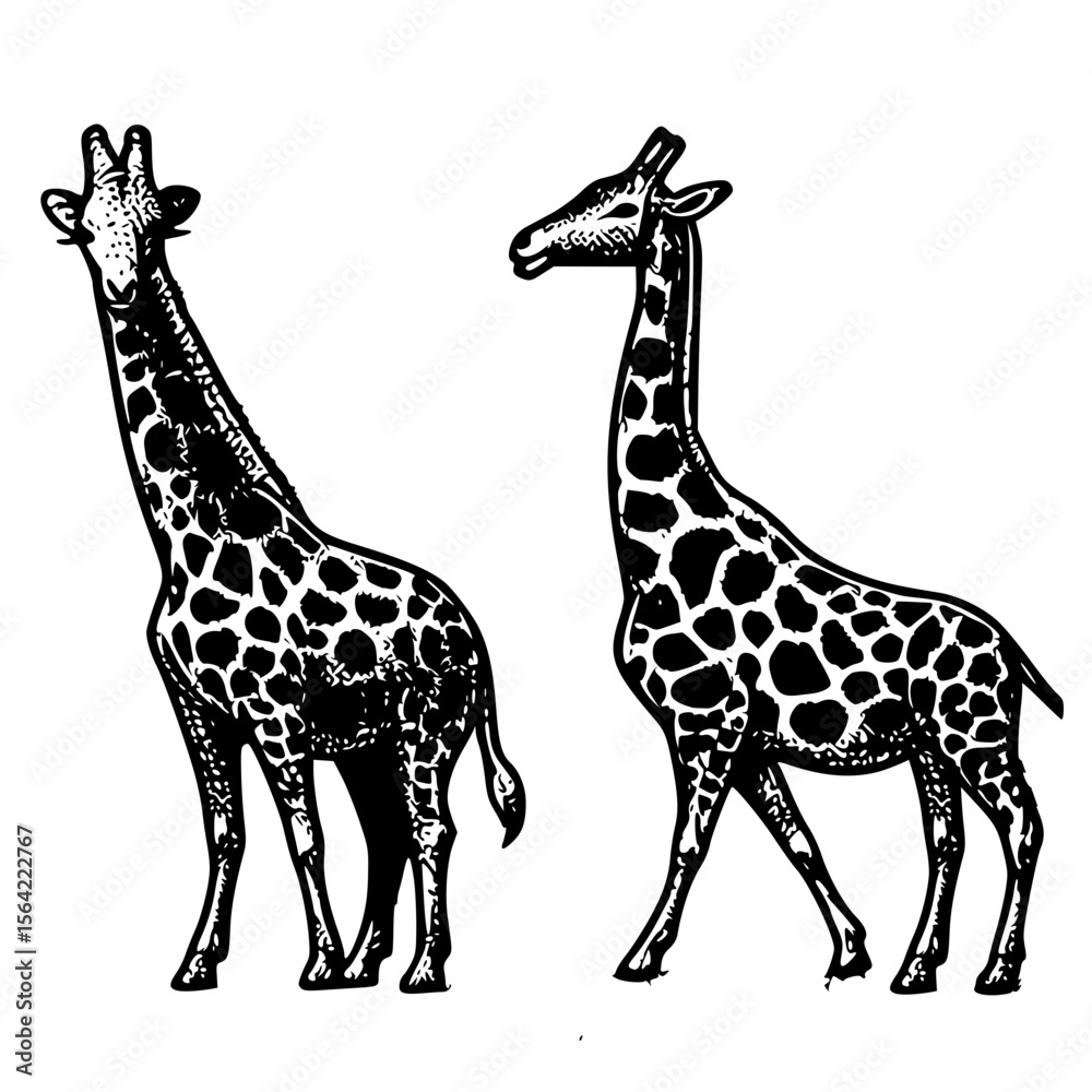 Obraz premium Sketch Serenade: Twin Giraffes in Ink, A hand-drawn pair of giraffes captured in black and white detail