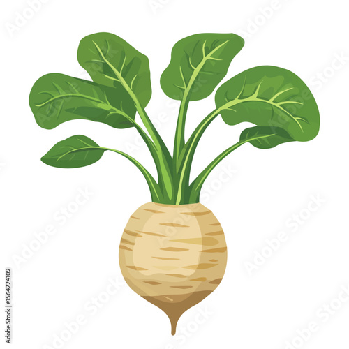 My A Simple flat 2D illustration whole taro root isolated on transparent background, vector, flat design, animation design, simple flat 2D icon, clipart, design by me. My vector design