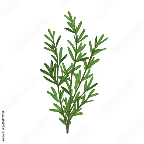 My A Simple flat 2D illustration icon rosemary isolated on transparent background, vector, animation design, simple flat 2D clipart, design by me. My vector design