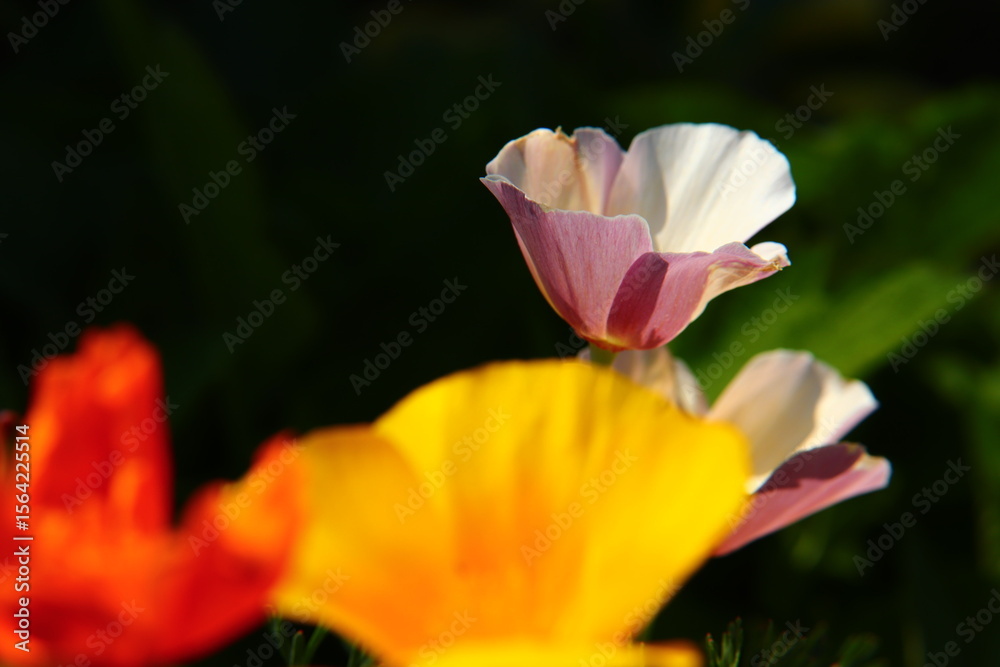 Naklejka premium Vibrant California Poppies Blooming Under Blue Sky