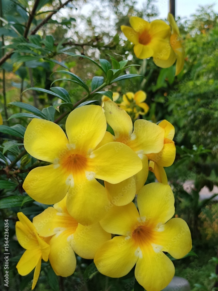 Obraz premium Beautiful Yellow Flowers Blooming Vibrantly in a Lush Green Garden