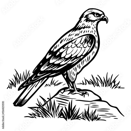 Majestic hawk perched on rock amidst grass bird raptor