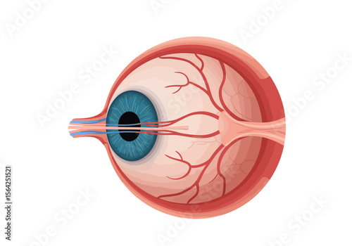 Detailed Eye Anatomy Illustration with Blue Iris and Blood Vessels.